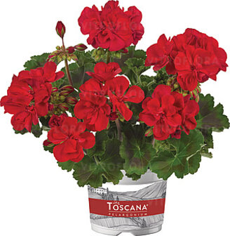 Зональная, кустовая пеларгония (герань) Trendix Dark Green True Dark Red